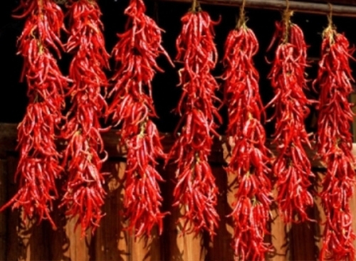 陜西渭南官底秦椒